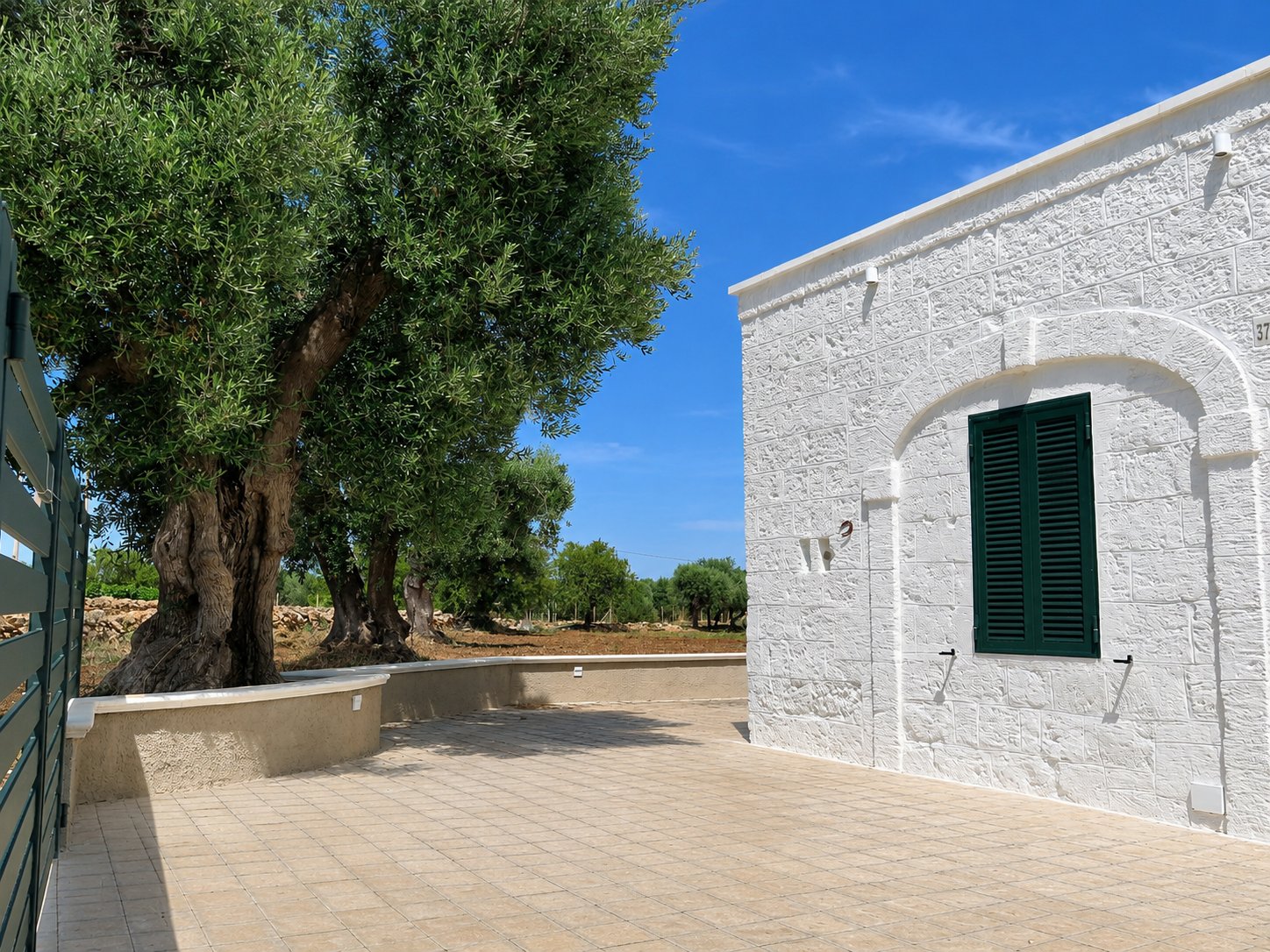Ulivo secolare nel cortile